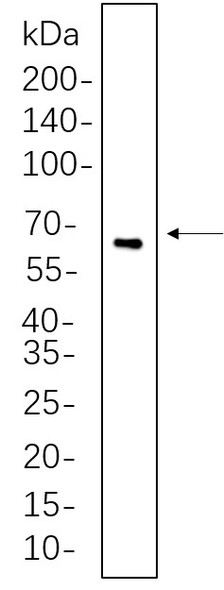 Recombinant TFEB Monoclonal Antibody (AGEL5617)