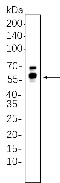 Recombinant GPER1 Monoclonal Antibody (AGEL5628)