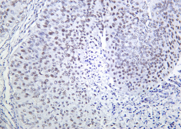 Recombinant Cdc25C Monoclonal Antibody (AGEL5640)