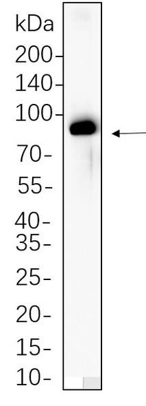 Recombinant Phospho-Raf-B (Thr401) Monoclonal Antibody (AGEL5651)
