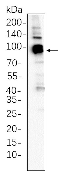 Recombinant STAT5A Monoclonal Antibody (AGEL5670)