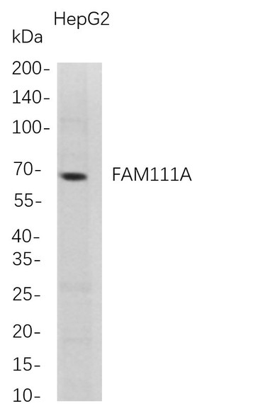 Recombinant FAM111A Monoclonal Antibody (AGEL5718)
