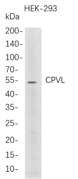 Recombinant CPVL Monoclonal Antibody (AGEL5727)