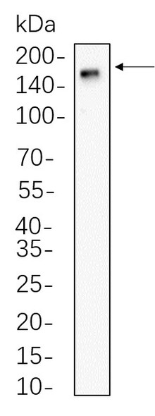 Recombinant CD11b Monoclonal Antibody (AGEL5739)