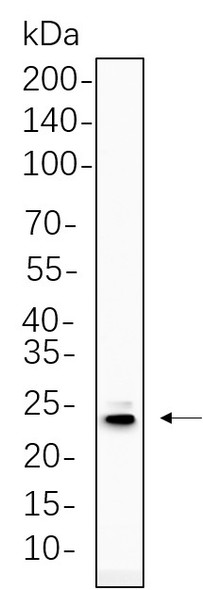 Recombinant PUMA Monoclonal Antibody (AGEL5756)