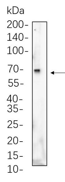 Recombinant Albumin Monoclonal Antibody (AGEL5771)