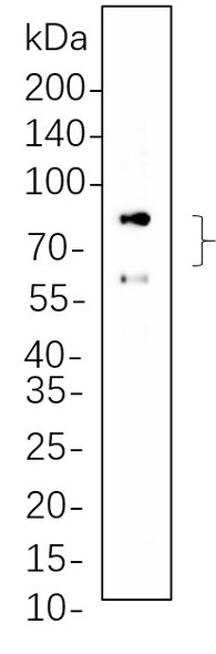 Recombinant Lamin A/C Monoclonal Antibody (AGEL5774)