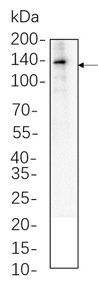 Recombinant VE Cadherin Monoclonal Antibody (AGEL5775)