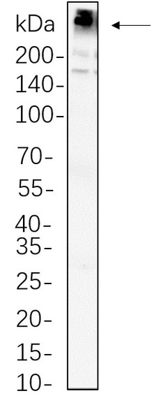 Recombinant Fatty Acid Synthase Monoclonal Antibody (AGEL5776)