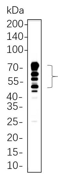 Recombinant CD63 Monoclonal Antibody (AGEL5780)