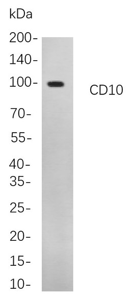 Recombinant CD10 Monoclonal Antibody (AGEL5785)
