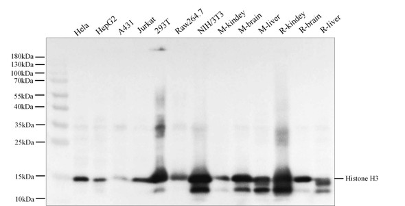 Recombinant Histone H3 Monoclonal Antibody (AGEL5796)