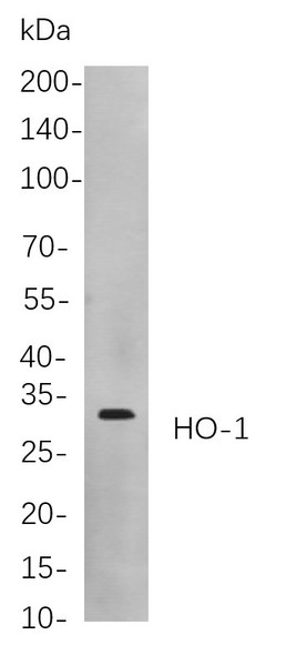 Recombinant HO-1 Monoclonal Antibody (AGEL5801)