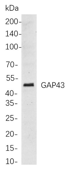 Recombinant GAP43 Monoclonal Antibody (AGEL5807)