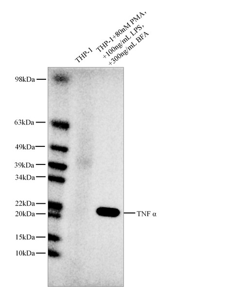Recombinant TNF α Monoclonal Antibody (AGEL5816)