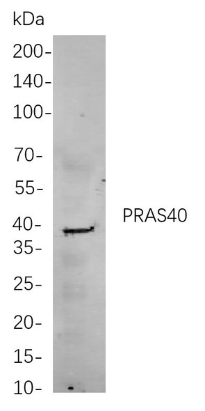 Recombinant PRAS40 Monoclonal Antibody (AGEL5836)
