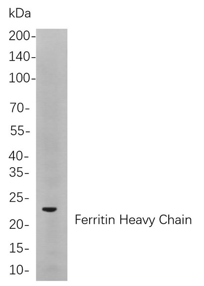 Recombinant Ferritin Heavy Chain Monoclonal Antibody (AGEL5851)