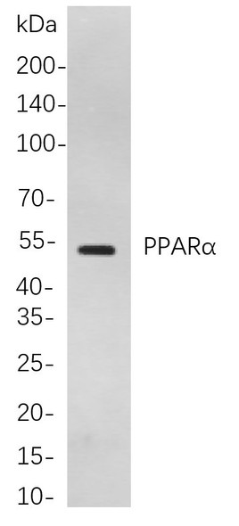 Recombinant PPARα Monoclonal Antibody (AGEL5852)