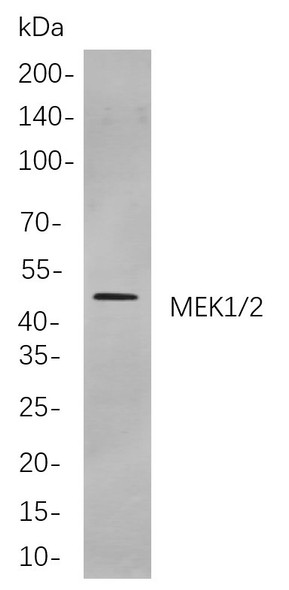 Recombinant MEK1/2 Monoclonal Antibody (AGEL5860)