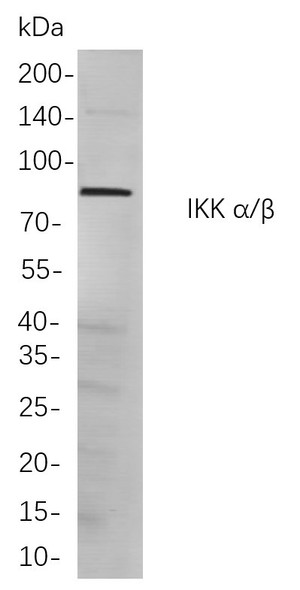 Recombinant IKK α/β Monoclonal Antibody (AGEL5862)