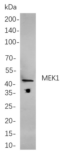 Recombinant MEK1 Monoclonal Antibody (AGEL5873)