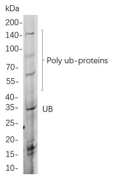 Recombinant Ubiquitin K48 Monoclonal Antibody (AGEL5882)