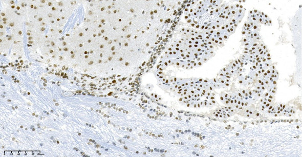 Recombinant HP1α Monoclonal Antibody (AGEL5884)