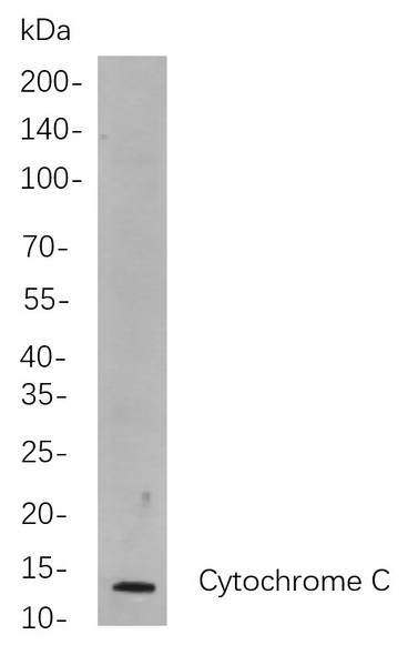 Recombinant Cytochrome C Monoclonal Antibody (AGEL5895)