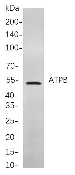 Recombinant ATPB Monoclonal Antibody (AGEL5903)