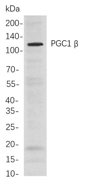 Recombinant PGC1 β Monoclonal Antibody (AGEL5930)