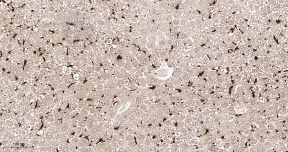 Recombinant Iba1 Monoclonal Antibody (AGEL5934)