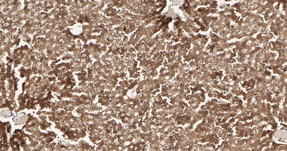 Recombinant Hsp60 Monoclonal Antibody (AGEL5945)