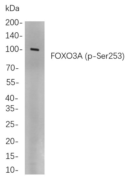 Recombinant Phospho-FOXO3A (Ser253) Monoclonal Antibody (AGEL5947)