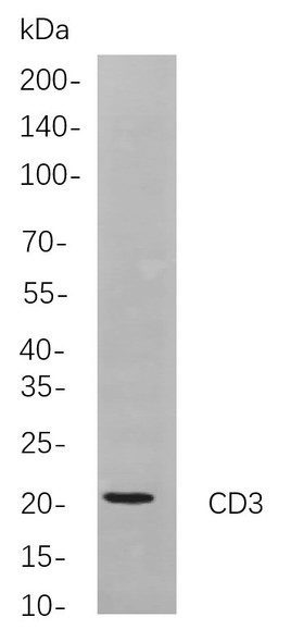 Recombinant CD3 Monoclonal Antibody (AGEL5966)