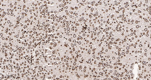 Recombinant Lamin B1 Monoclonal Antibody (AGEL5972)
