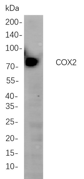 Recombinant COX2 Monoclonal Antibody (AGEL5976)