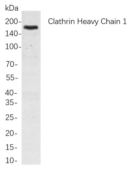Recombinant Clathrin Heavy Chain Monoclonal Antibody (AGEL5979)