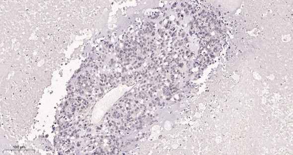 Recombinant c-Myc Monoclonal Antibody (AGEL5989)