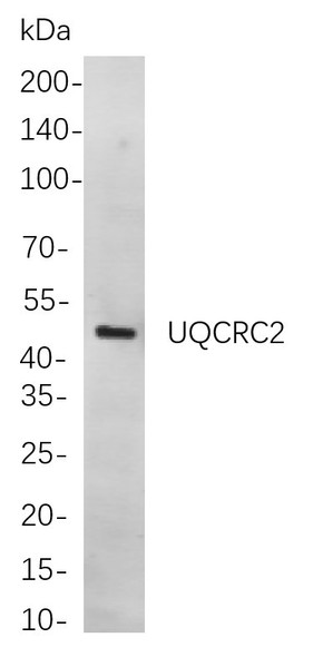 Recombinant UQCRC2 Monoclonal Antibody (AGEL5996)