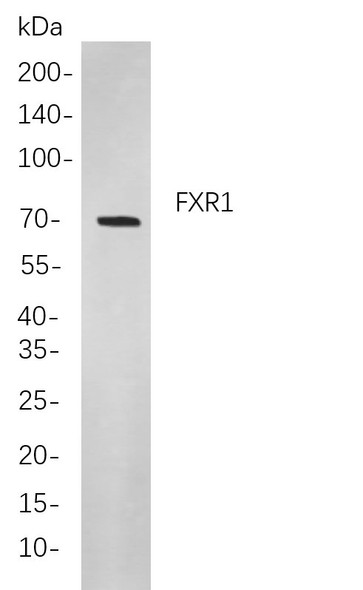 Recombinant FXR1 Monoclonal Antibody (AGEL6010)
