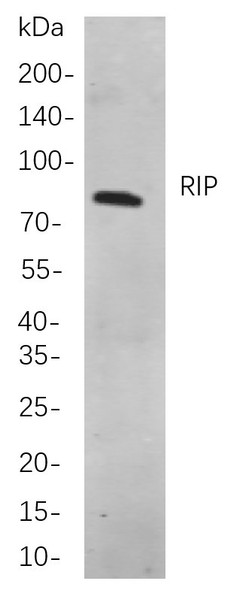 Recombinant RIP Monoclonal Antibody (AGEL6019)
