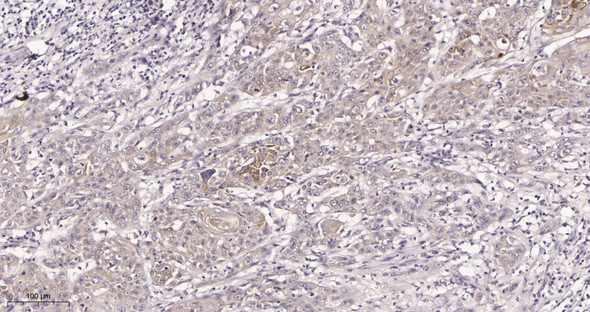 Recombinant AMPK α1 Monoclonal Antibody (AGEL6034)