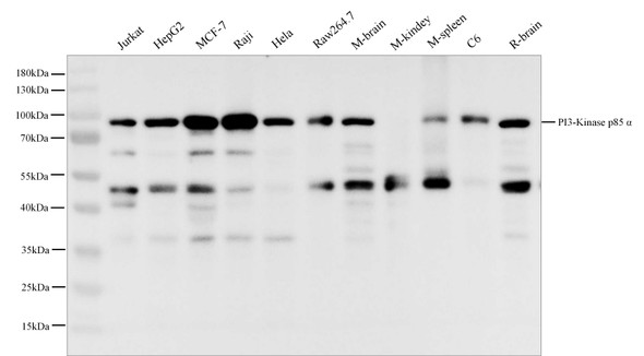 Recombinant PI3-Kinase p85 α Monoclonal Antibody (AGEL6044)