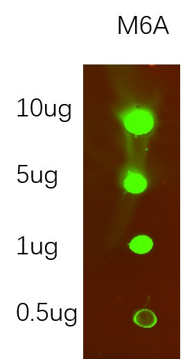 Recombinant N6-methyladenosine (m6A) Monoclonal Antibody (AGEL6059)