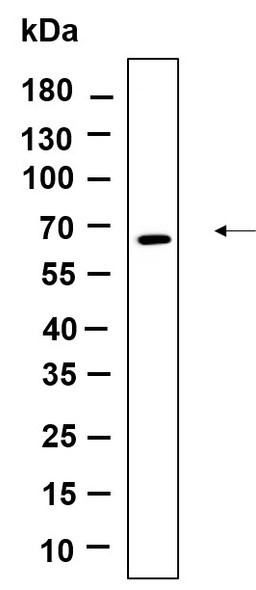 Recombinant Fyn Monoclonal Antibody (AGEL6108)