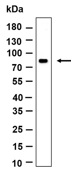 Recombinant MS4A14 Monoclonal Antibody (AGEL6132)