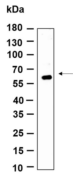 Recombinant GMEB1 Monoclonal Antibody (AGEL6141)