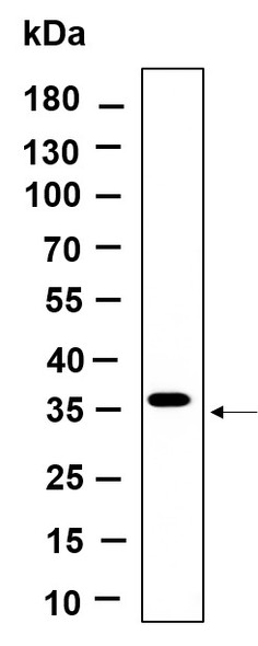 Recombinant BSND Monoclonal Antibody (AGEL6162)