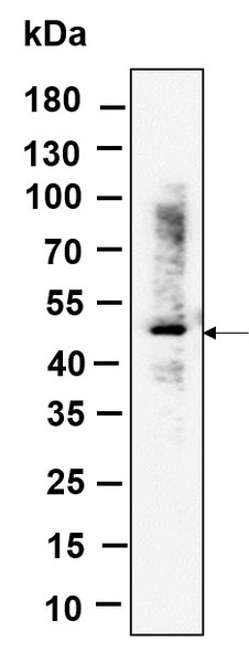 Recombinant RGS6 Monoclonal Antibody (AGEL6163)