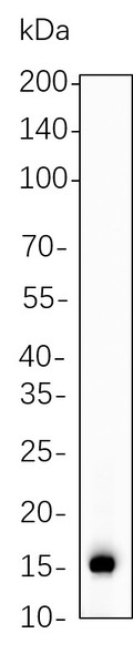 Recombinant Cleaved Caspase-7 (Asp198) Monoclonal Antibody (AGEL6224)
